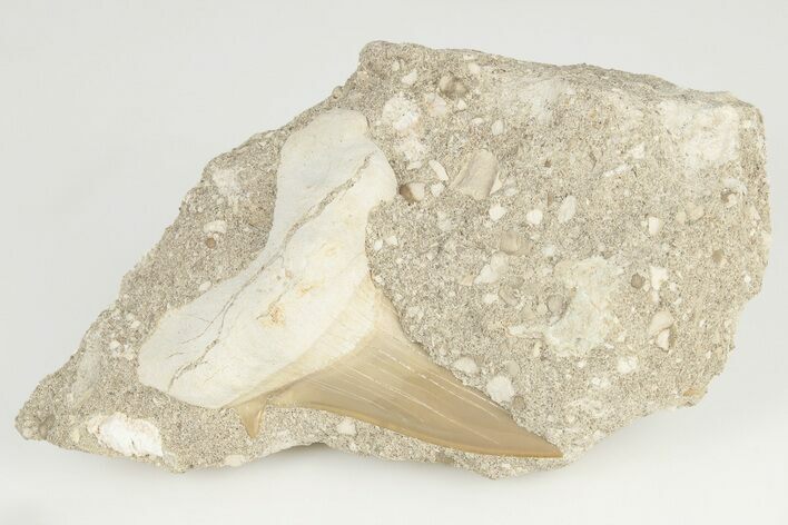 Otodus Shark Tooth Fossil in Rock - Morocco #201142
